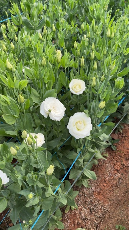 Lisianthus variety